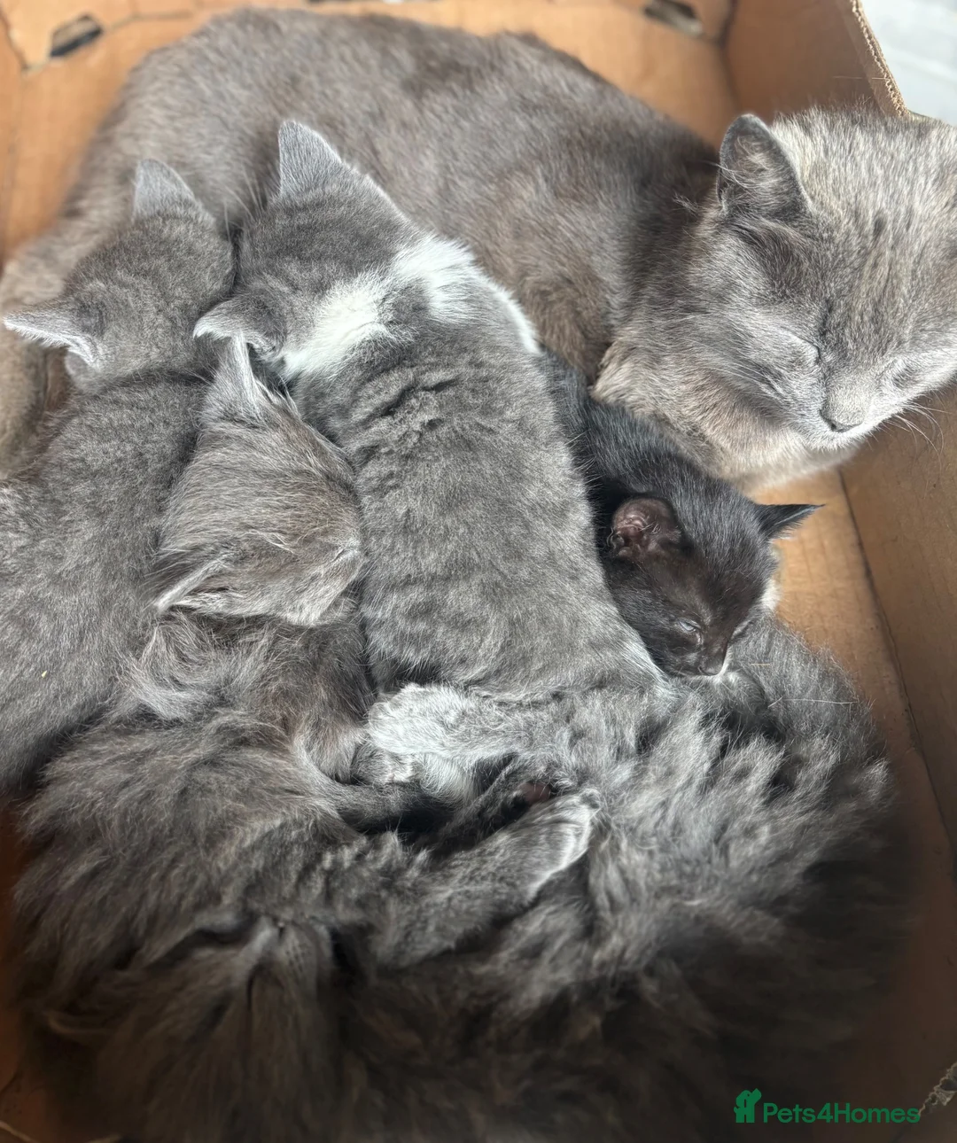 Mixed Breed cats for sale: Gorgeous grey kittens  - Advert 10