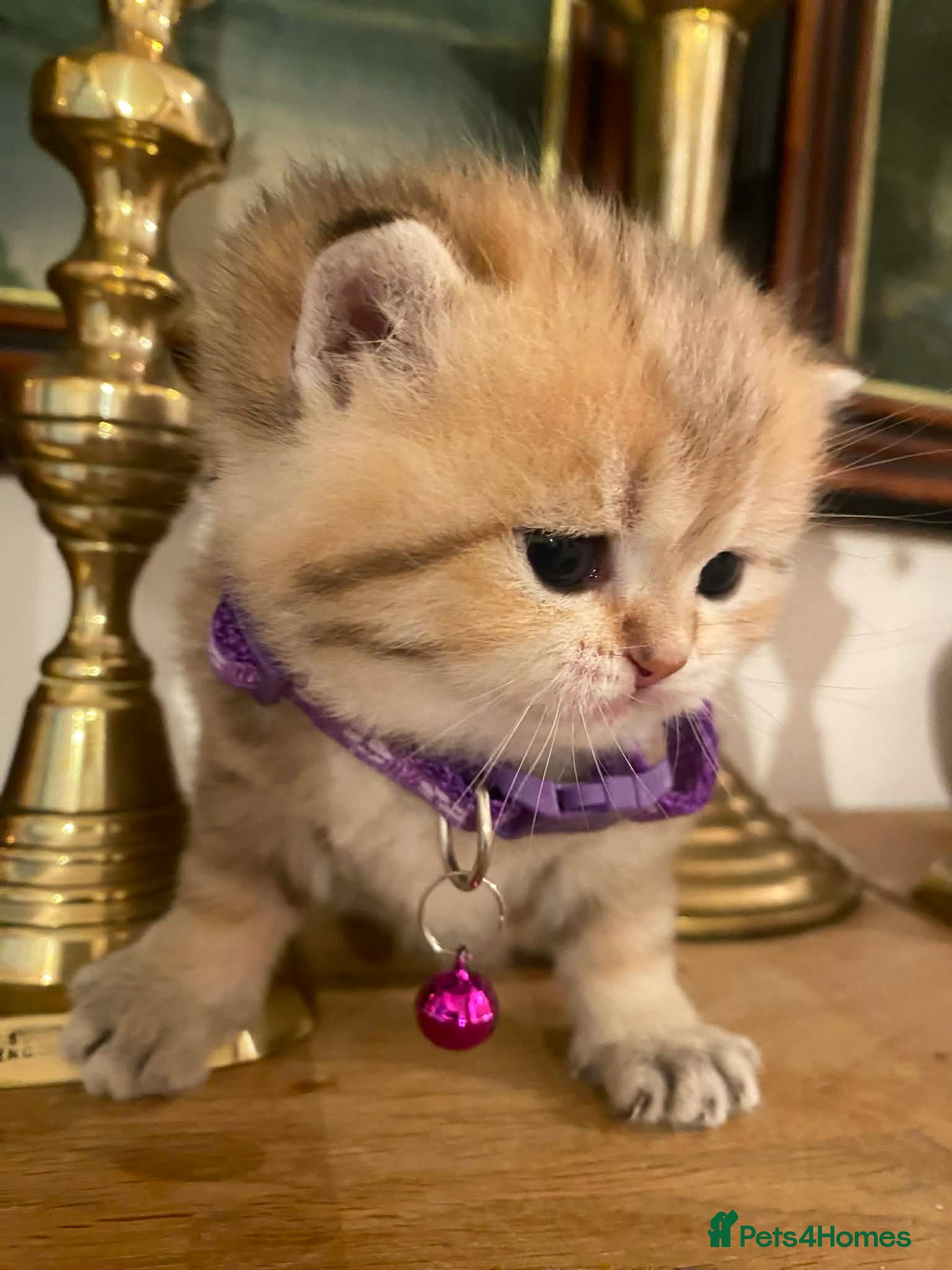 British Shorthair cats British shorthair kittens  - Advert 18