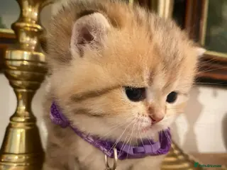 British Shorthair cats British shorthair kittens - Advert 18