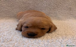 Labrador Retriever dogs for sale: Labrador Puppies Yellow & Red Fox  - Advert 2