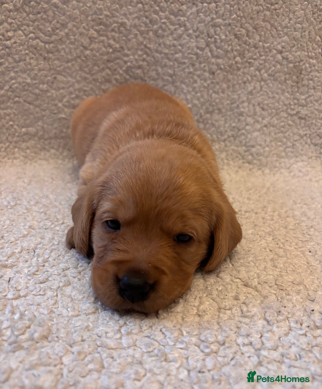 Labrador Retriever dogs for sale: Labrador Puppies Yellow & Red Fox  - Advert 2