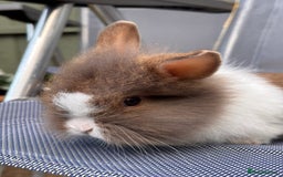 Lionhead rabbits for sale: Beautiful baby bunnies looking for an amazing home - Image 1