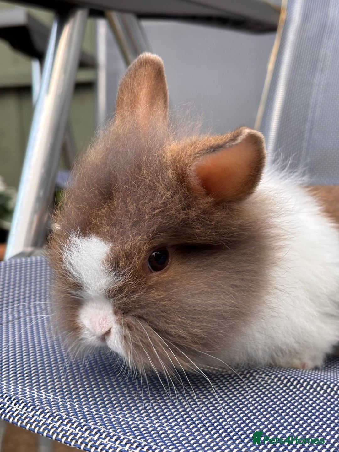 Lionhead rabbits for sale: Beautiful baby bunnies looking for an amazing home - Image 1