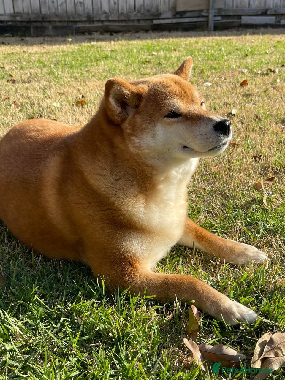 Japanese Shiba Inu dogs Superb Shiba - Excellent Companion - Advert 1