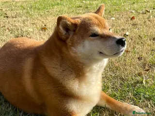 Japanese Shiba Inu dogs Superb Shiba - Excellent Companion - Advert 1