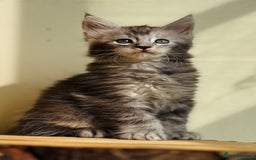 Maine Coon cats for sale: Beautiful pure bred Maine Coon kittens - Image 9