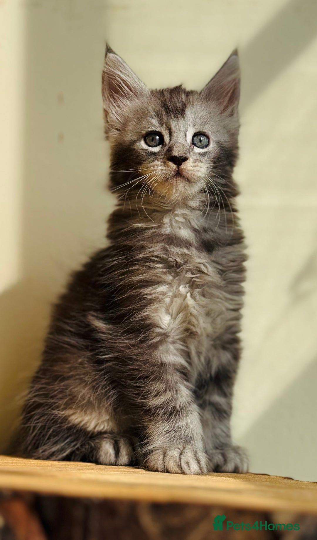 Maine Coon cats for sale: Beautiful pure bred Maine Coon kittens - Image 9