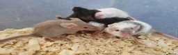 Mouse rodents for sale: Selection of Fancy mice - Advert 2