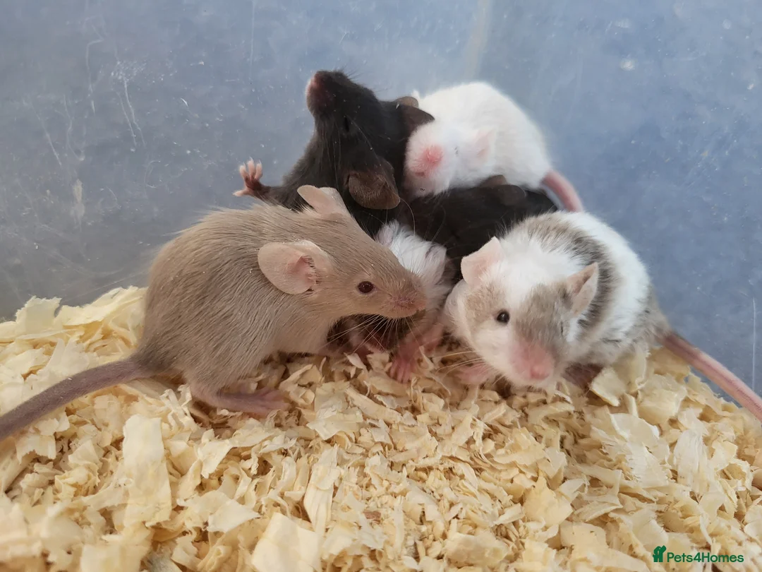 Mouse rodents for sale: Selection of Fancy mice - Advert 2