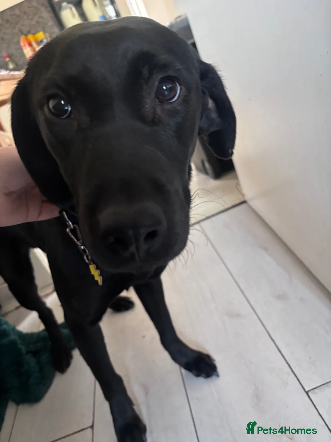 Labrador Retriever dogs for sale: KC registered pup for sale  - Advert 2