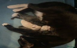 Mixed Breed cats for sale: Kittens for sale  - Image 1