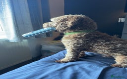 Cockapoo dogs for stud: Stud dog (not for sale) - Image 4