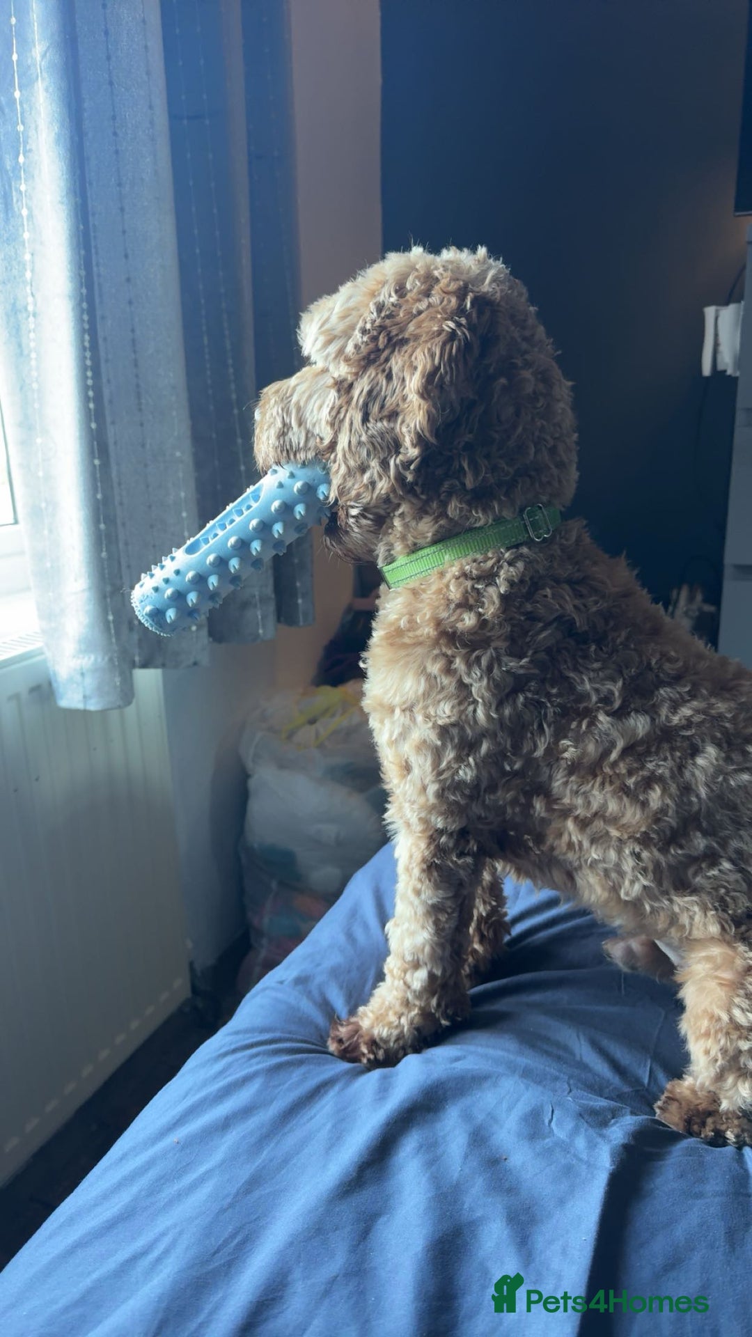 Cockapoo dogs for stud: Stud dog (not for sale) - Image 4