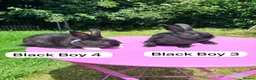 Rex rabbits for sale: Rex X Dutch Bunnies Ready Now  - Advert 7