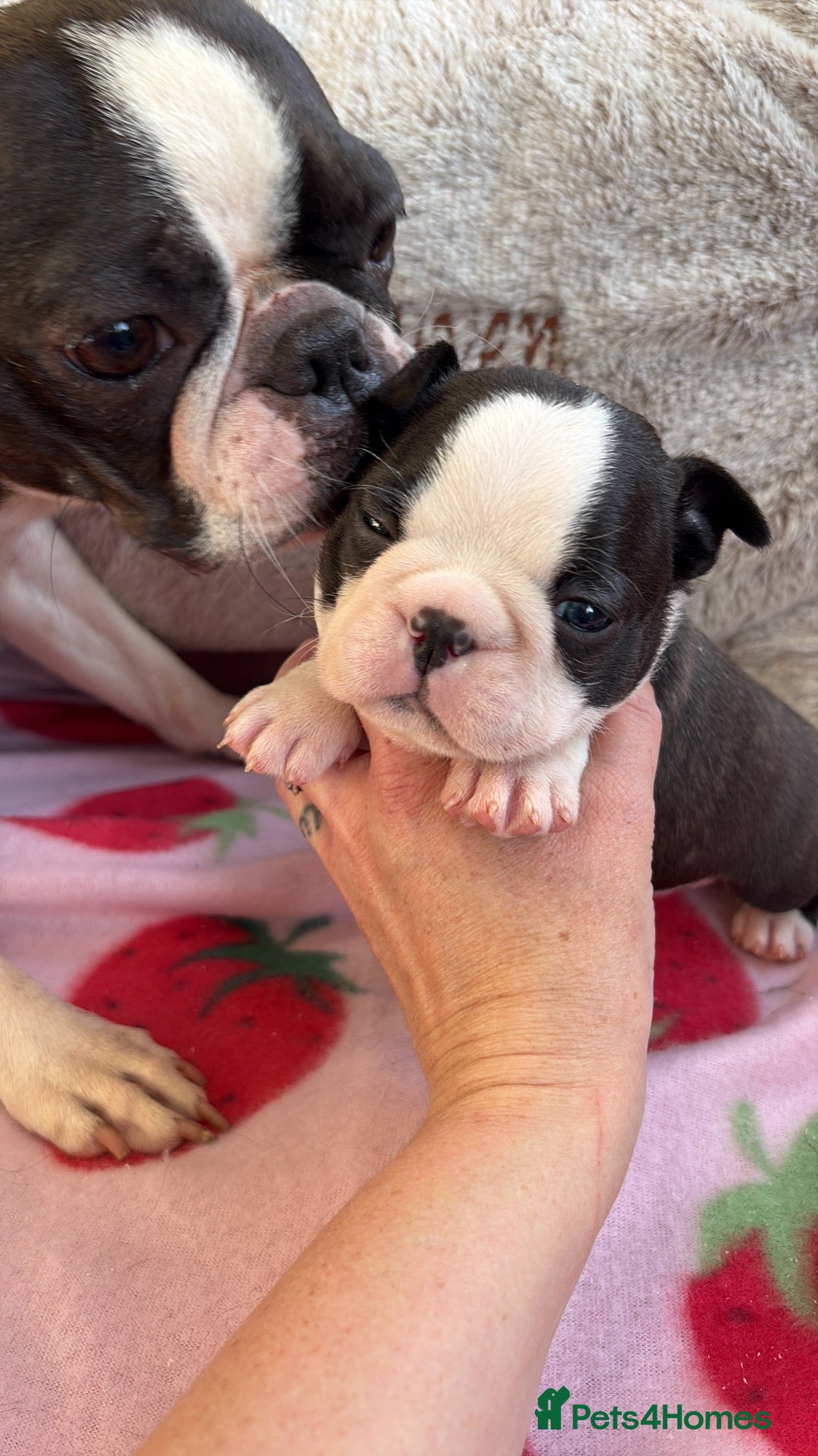 Boston Terrier dogs Kc reg Boston terriers  - Advert 2