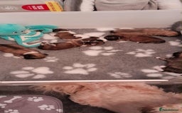 Lhasa Apso dogs for sale: Beautiful KCreg Lhasa Apso - Image 5