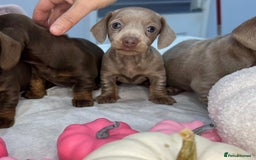 Miniature Dachshund dogs for sale: Miniature Dachshund KC  - Image 5