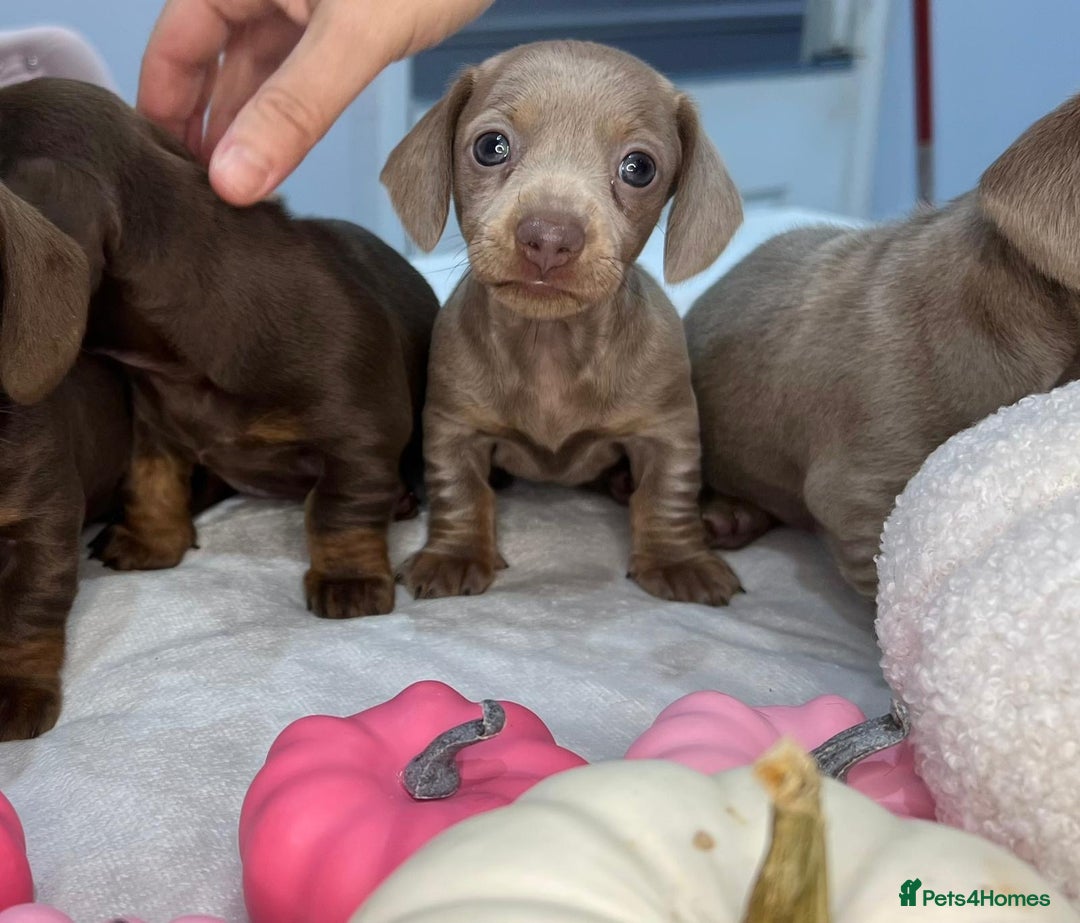 Miniature Dachshund dogs for sale: Miniature Dachshund KC  - Image 5