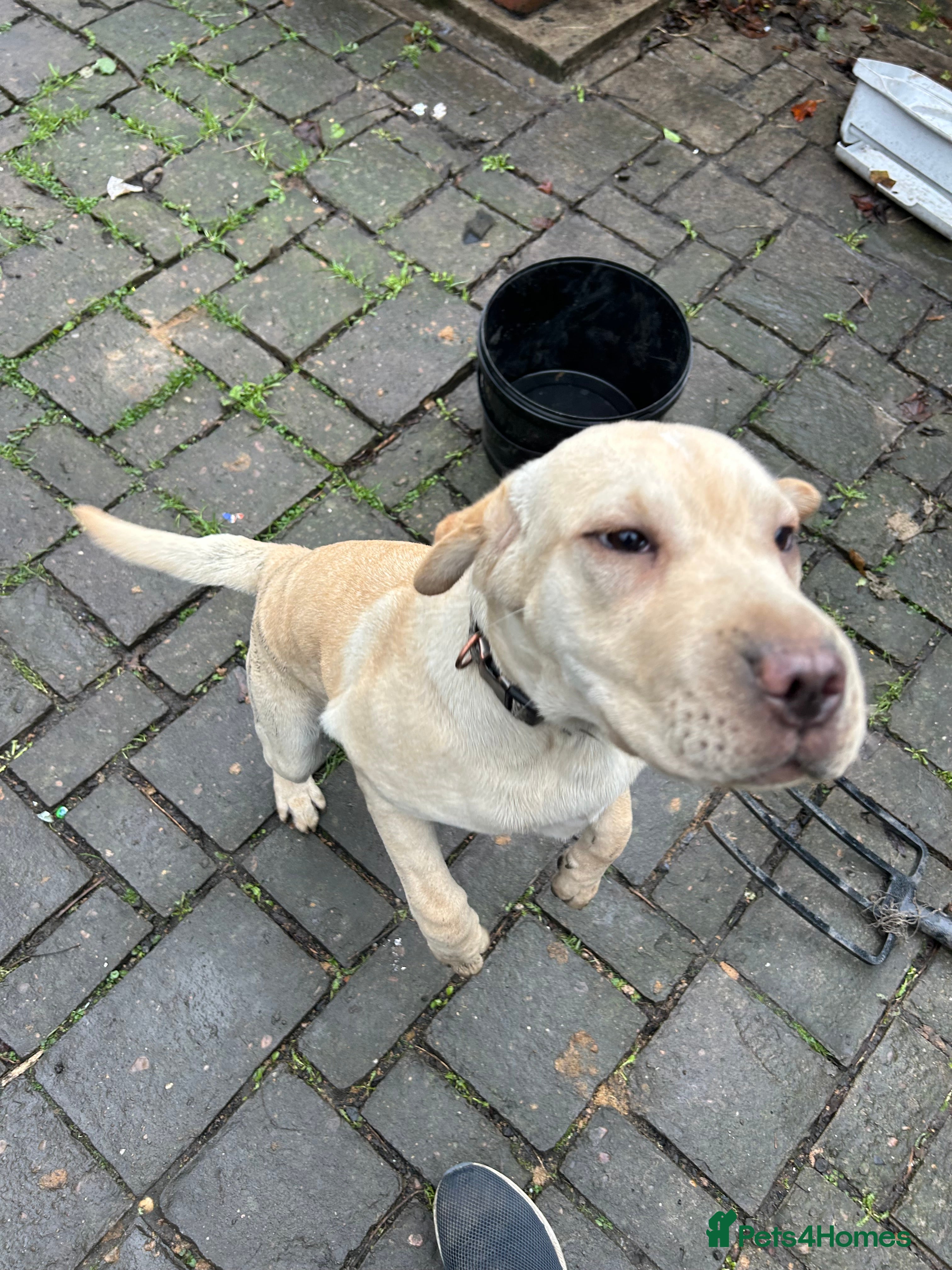 Mixed Breed dogs Beautiful Shar-Pei x Cocker Spaniel pup - Advert 8