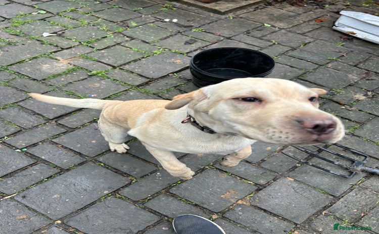 Mixed Breed dogs Beautiful Shar-Pei x Cocker Spaniel pup - Advert 7