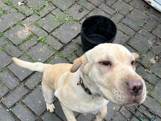 Mixed Breed dogs Beautiful Shar-Pei x Cocker Spaniel pup - Advert 2