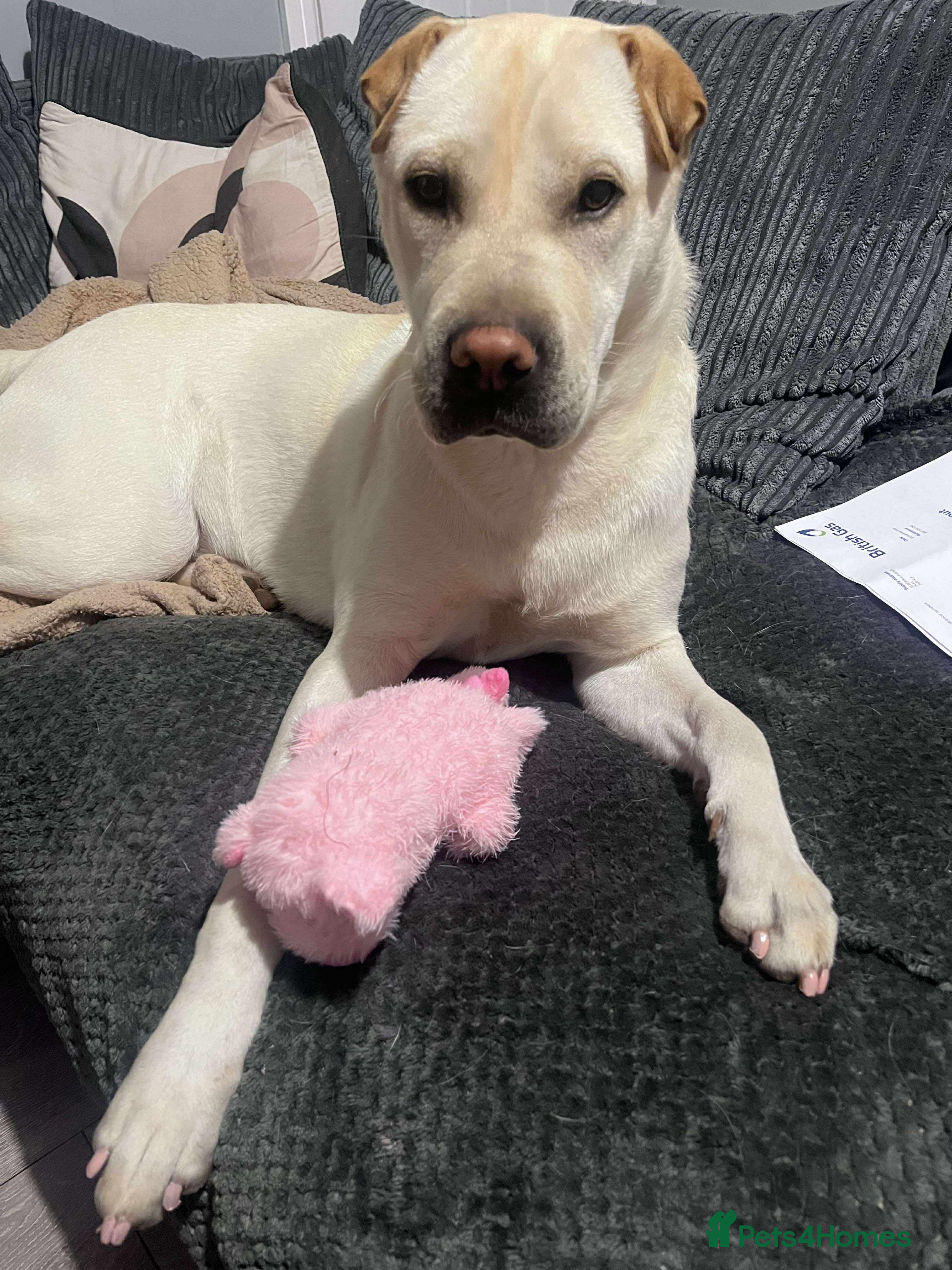 Mixed Breed dogs Shar pei cross Labrador - Advert 3