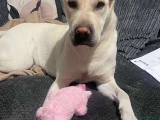 Mixed Breed dogs Shar pei cross Labrador - Advert 2