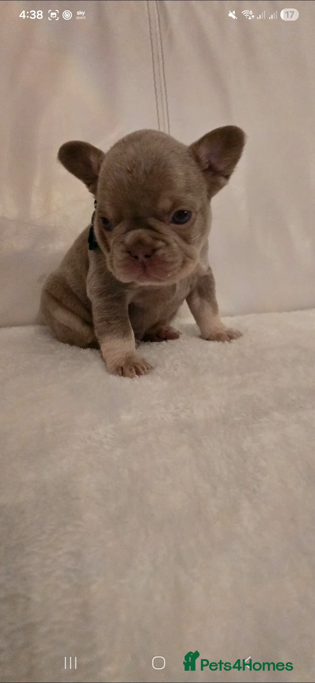 French Bulldog dogs for sale: French Bulldog puppies x 5 available  - Advert 9