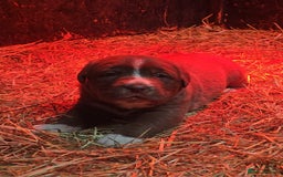 Newfoundland dogs for sale: Beautiful newfoundland puppys - Advert 5