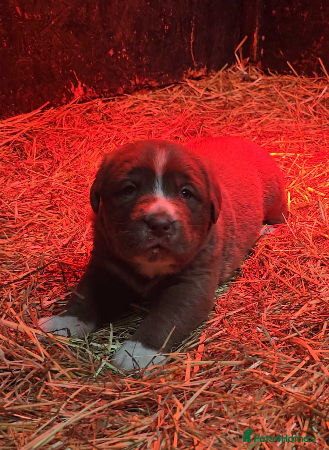 Newfoundland dogs for sale: Beautiful newfoundland puppys - Advert 5