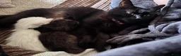 Mixed Breed cats for sale: Got three beautiful kittens for sale  in Canvey Island - Advert 1