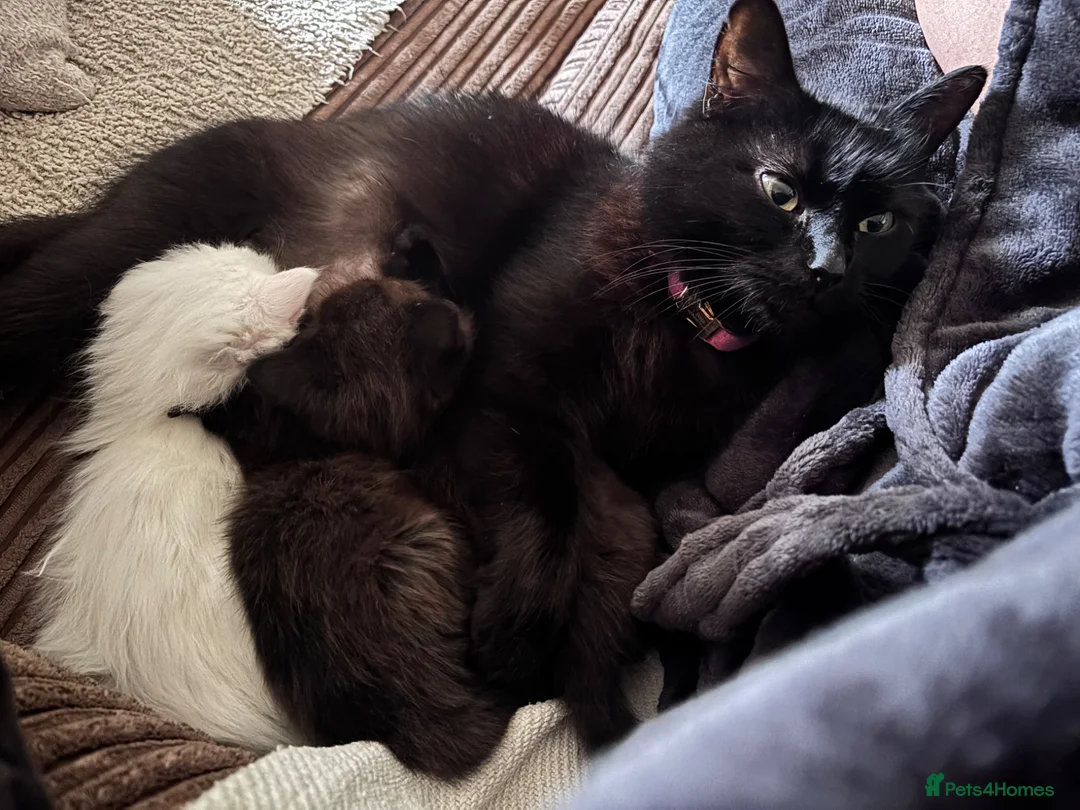 Mixed Breed cats for sale: Got three beautiful kittens for sale  in Canvey Island - Advert 1