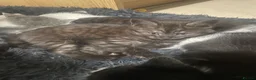 Mixed Breed cats for sale: BBSH mixed breed 5 kittens grey black white grey  - Advert 29