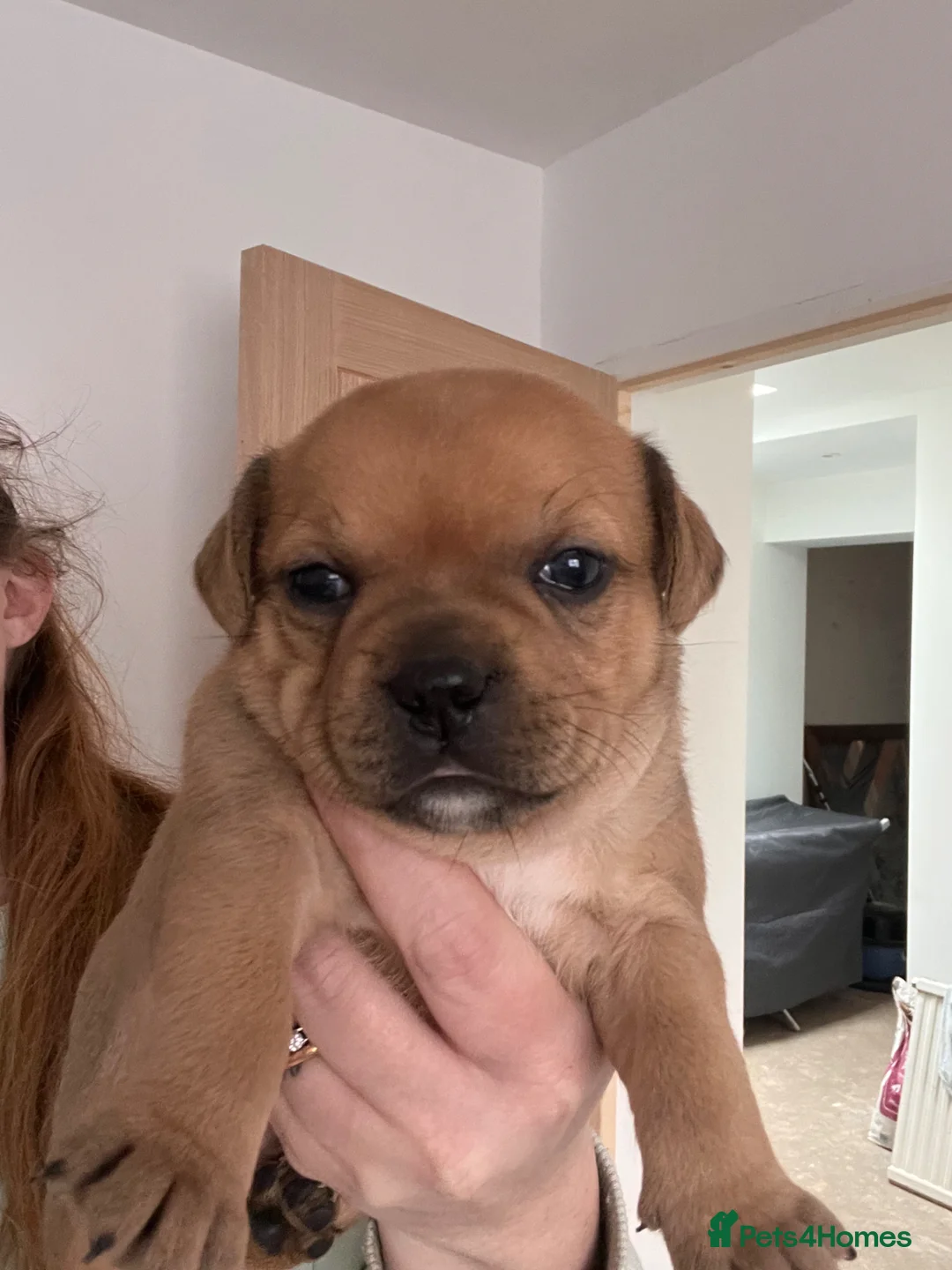 Staffordshire Bull Terrier dogs for sale: 3 female - Red Staffordshire puppies for sale - Advert 2