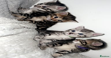 Bengal cats - Advert 11