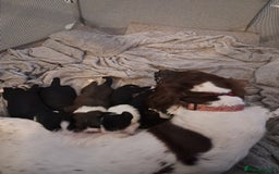 Sprollie dogs for sale: Springer spaniel Sprollie pups - Image 7
