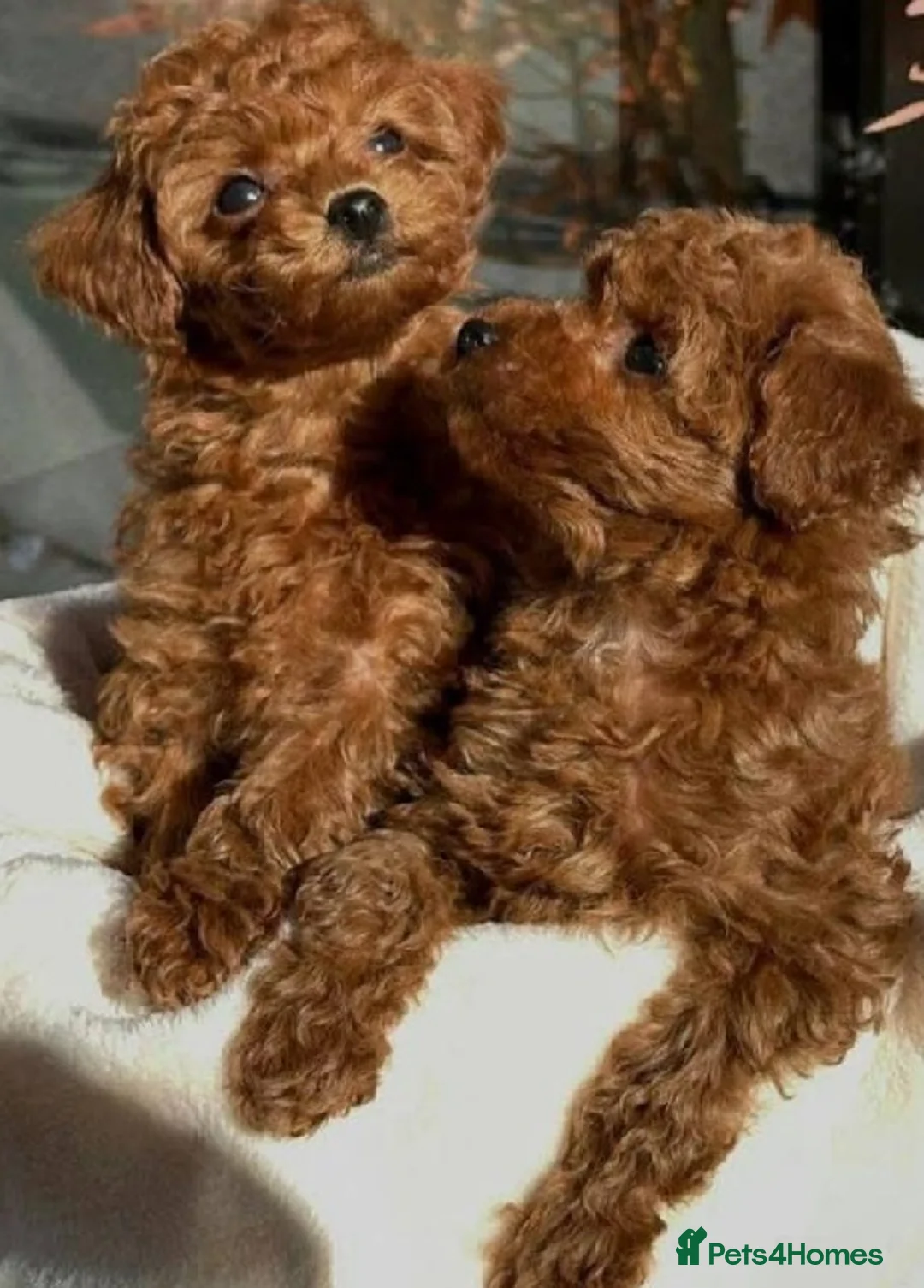 Maltipoo dogs for sale: 3 beautiful Maltipoo puppies, 1 boy and 2 girls - Advert 3