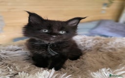 Maine Coon cats for sale: Black smoke pedigree Maine Coon in Kettering - Image 3