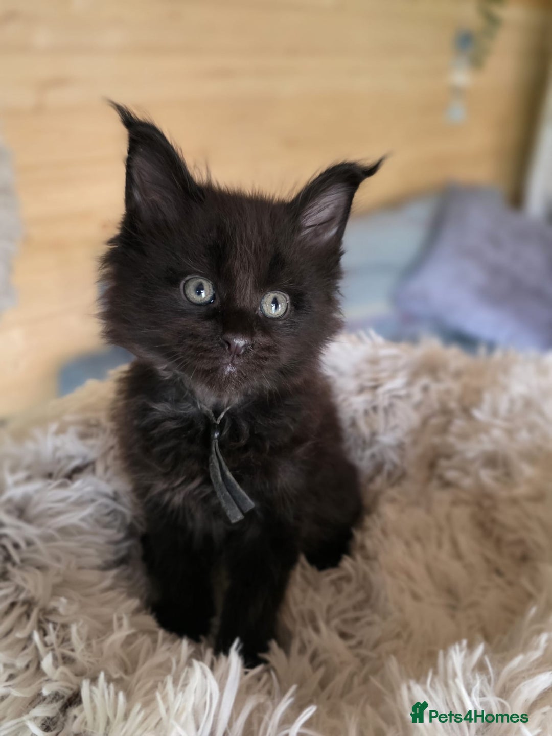 Maine Coon cats for sale: Black smoke pedigree Maine Coon in Kettering - Image 3
