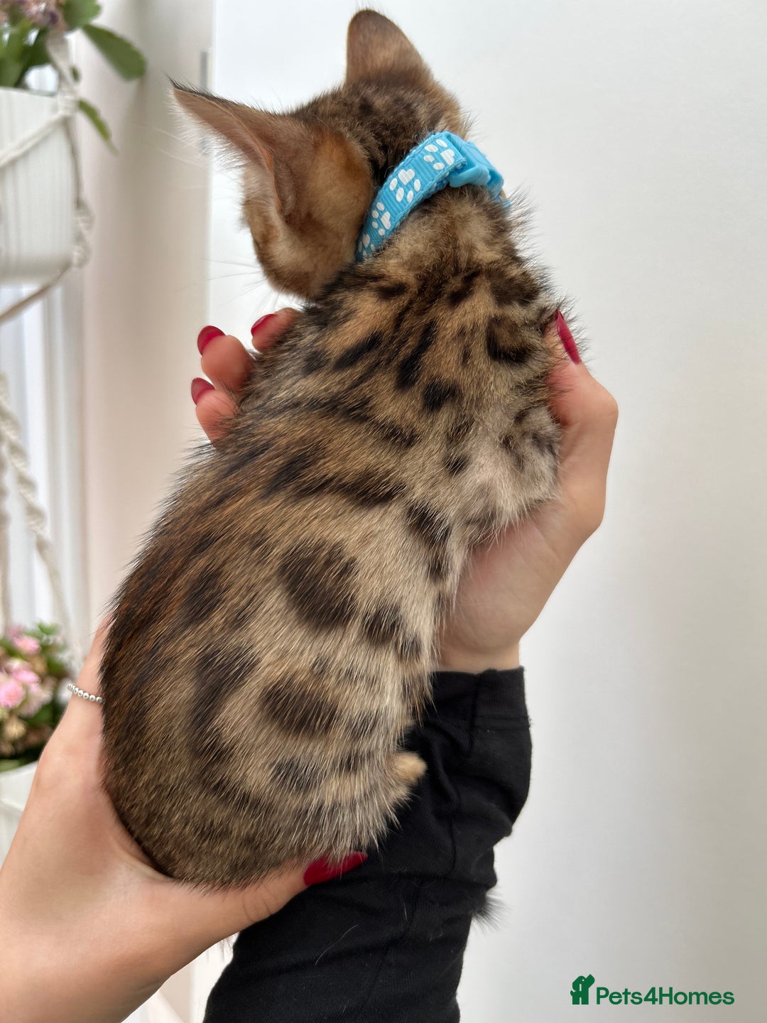 Bengal cats for sale: Gorgeous Pure Bengal Kittens Ready To Go! ❤️ - Image 30