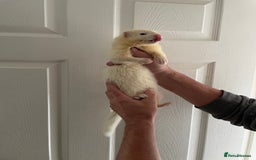 Ferret rodents for sale: Gorgeous baby ferret hob - Image 4