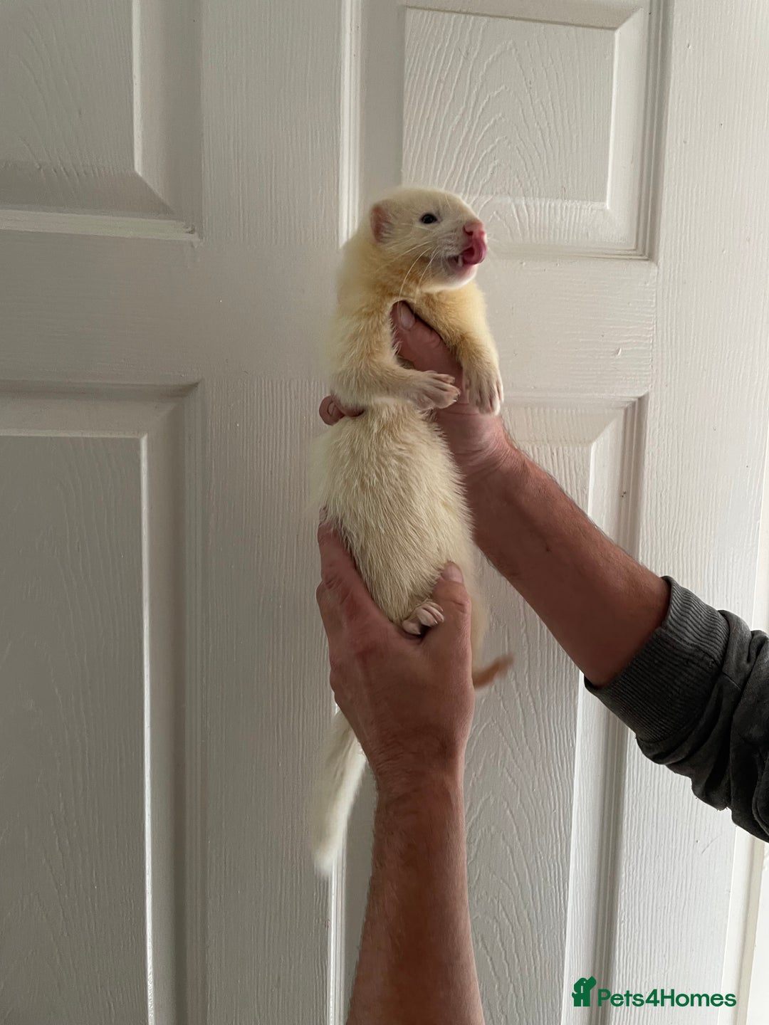 Ferret rodents for sale: Gorgeous baby ferret hob - Image 4