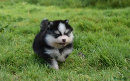 Pomsky dogs for sale: Genuine Toy Size Pomskies - Image 16