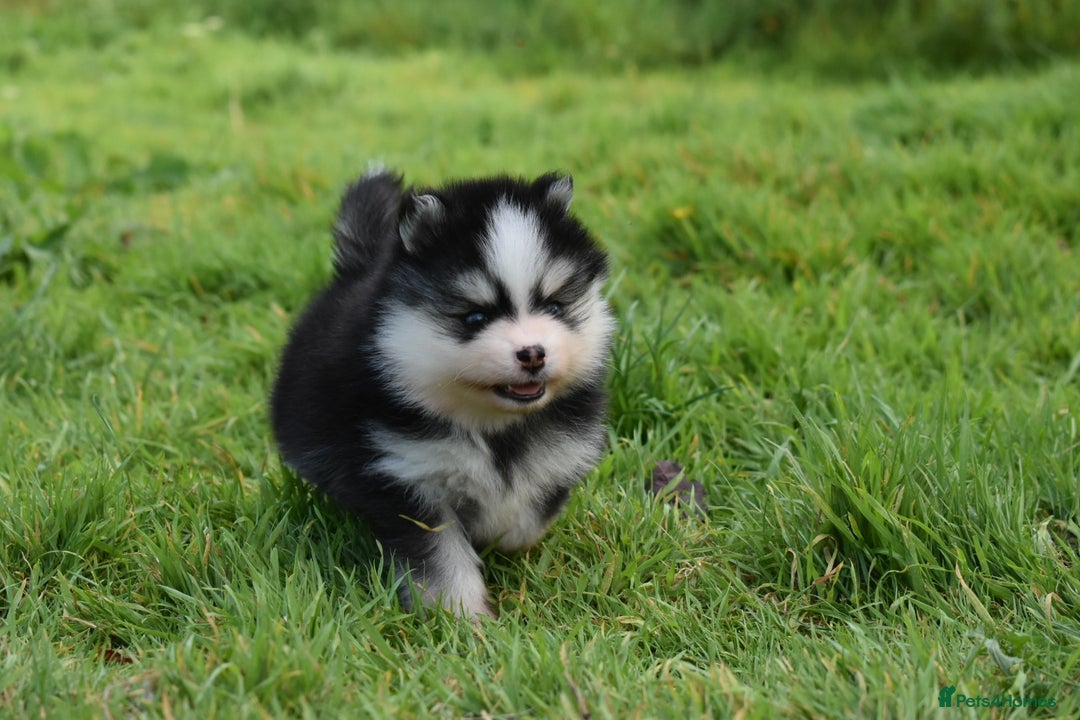 Pomsky dogs for sale: Genuine Toy Size Pomskies - Image 16