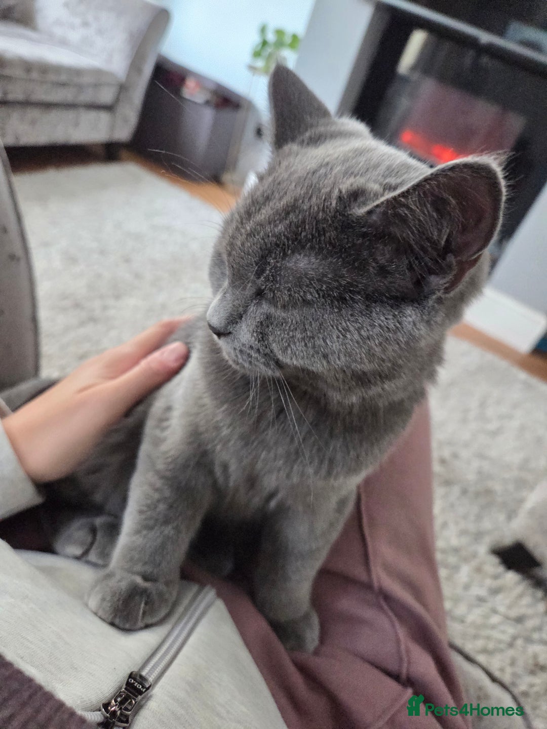 British Shorthair cats for sale: ☆ 6month male british shorthair kitten ☆ - Advert 14