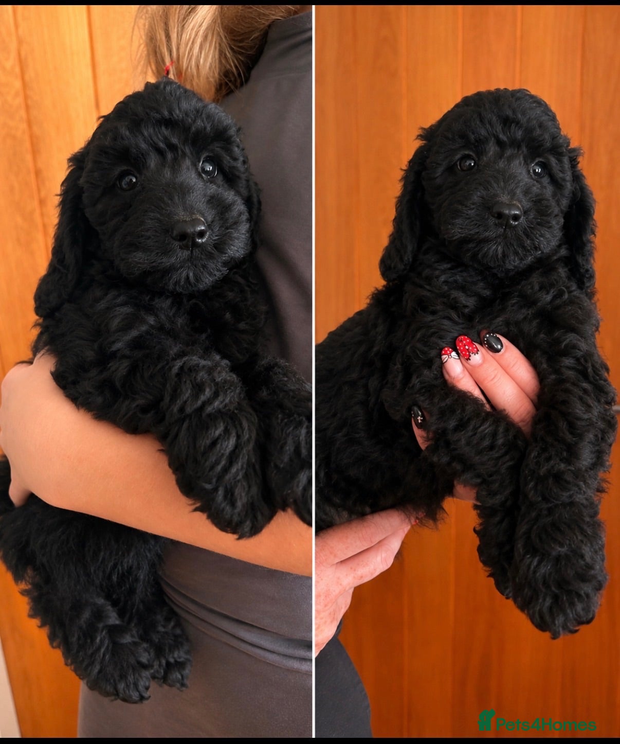 Cockapoo dogs F1b female pup.  - Advert 13