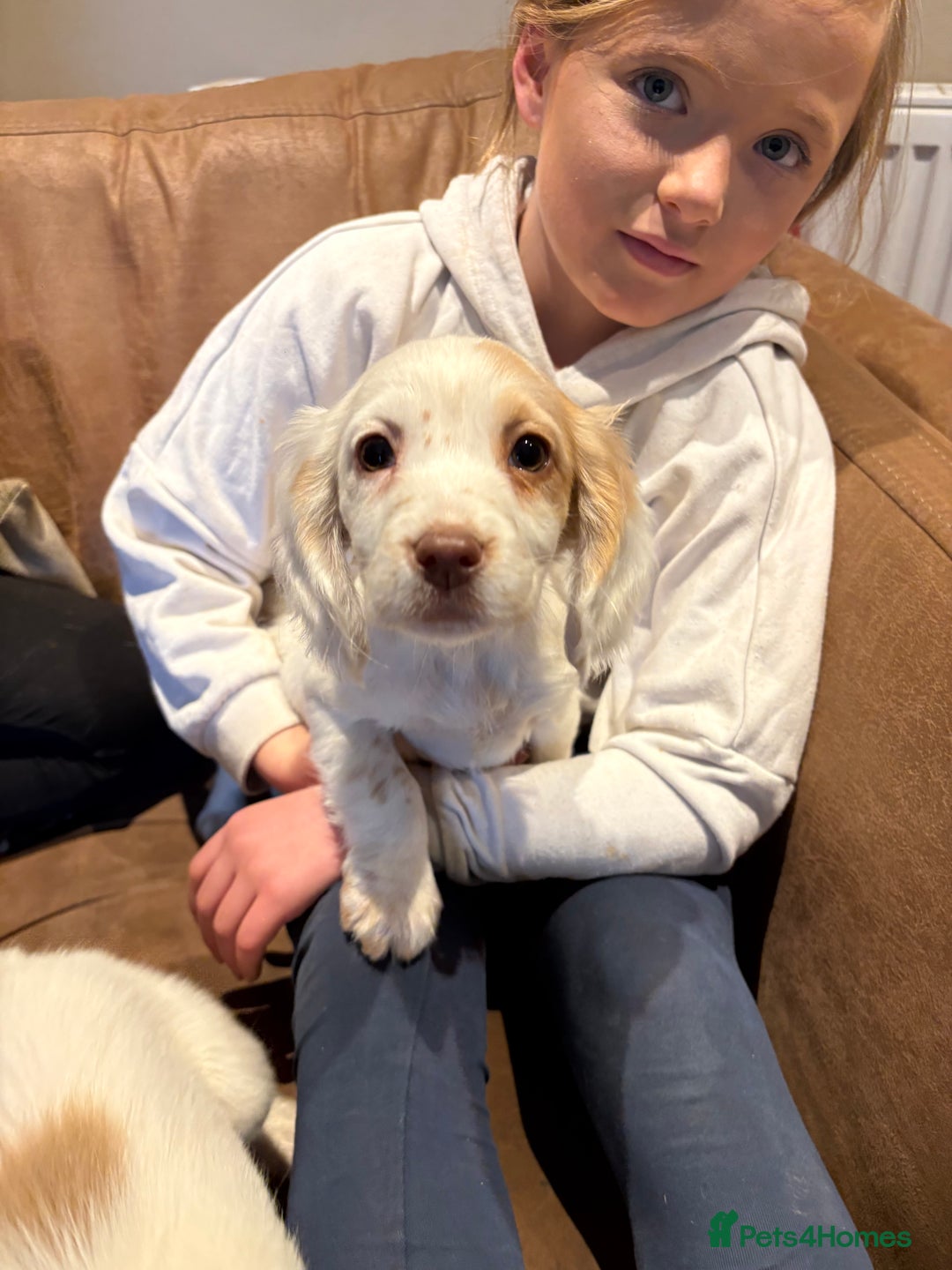 Cocker Spaniel dogs for sale: Cocker Spaniel Puppies - Image 7