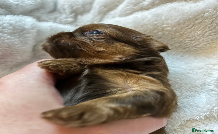 Shih Tzu dogs - Advert 4