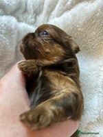 Shih Tzu dogs - Advert 4