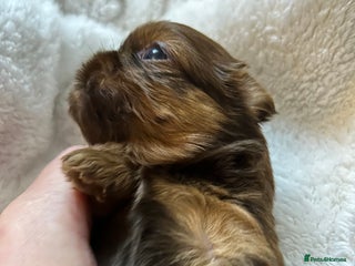 Shih Tzu dogs - Advert 4